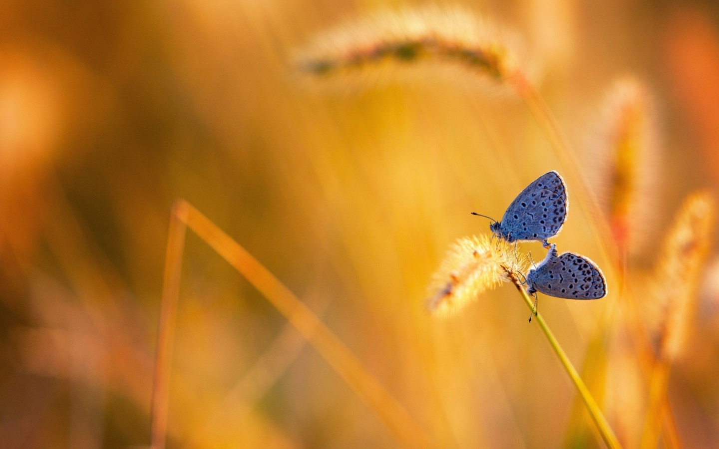Две бабочки на колоске полевого растения