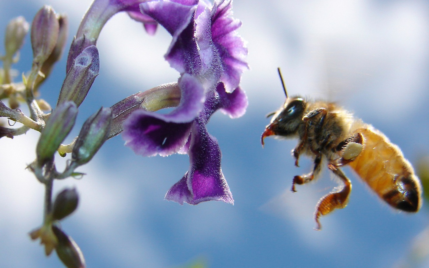 Пчела подлетела к цветку