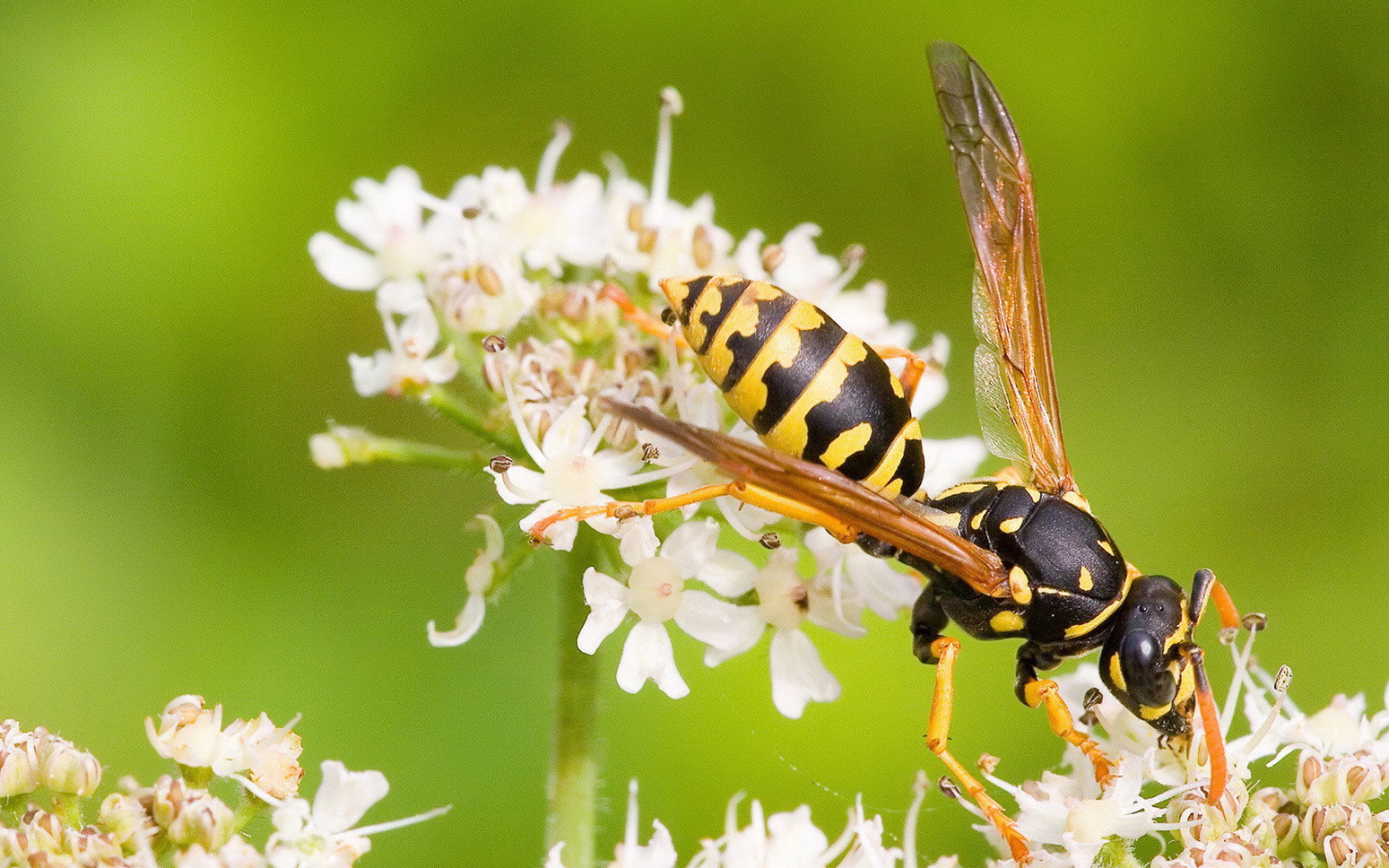 Оса на белом цветке