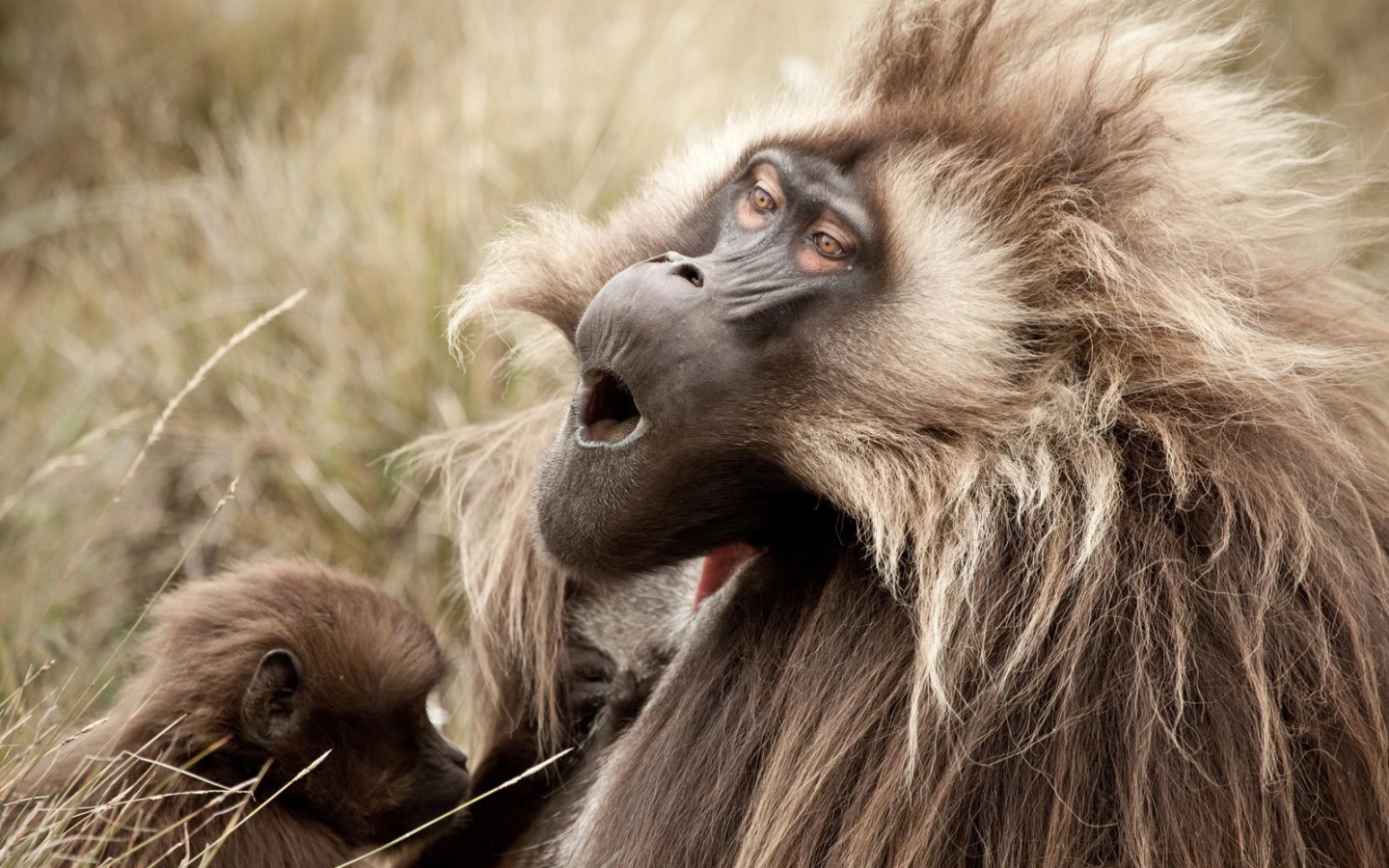 Соло для обезьяны