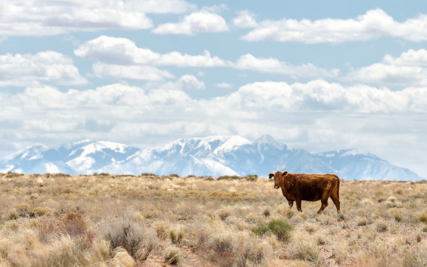 Коричневая корова на горном пастбище