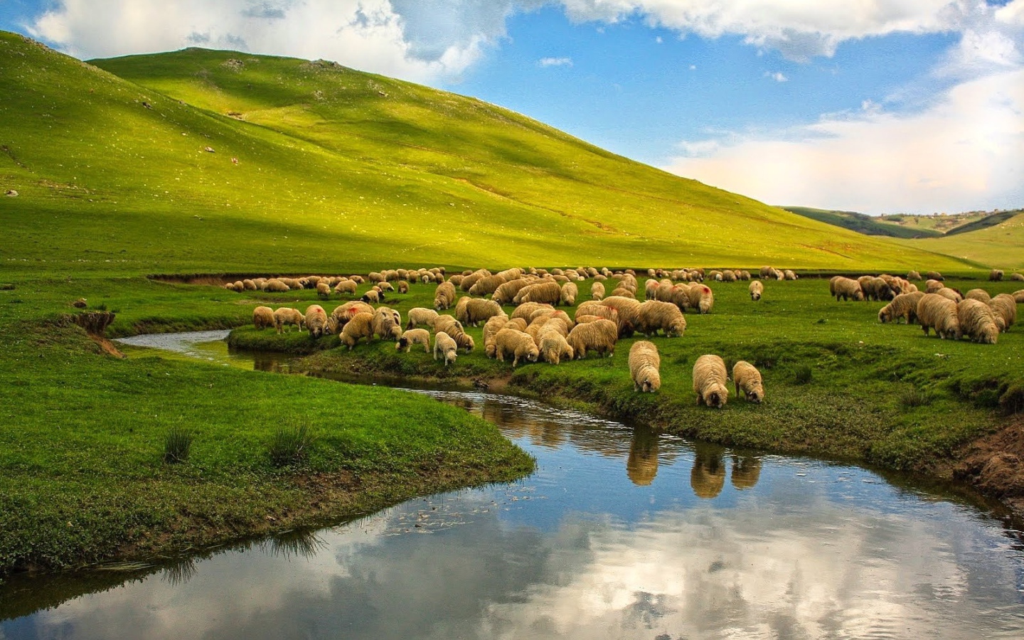 Овцы на пастбище у реки