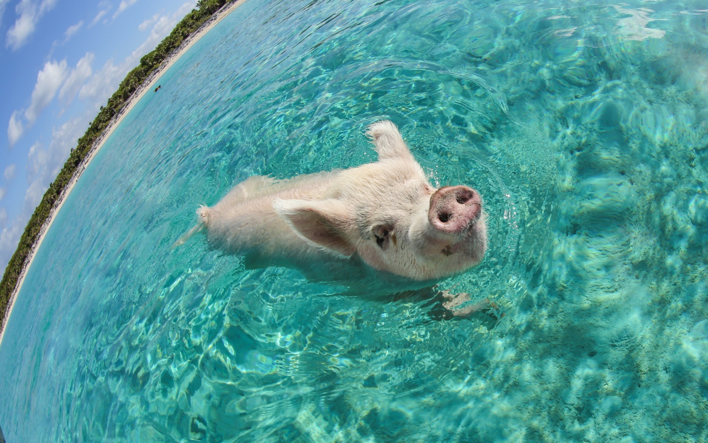 Свинья в море