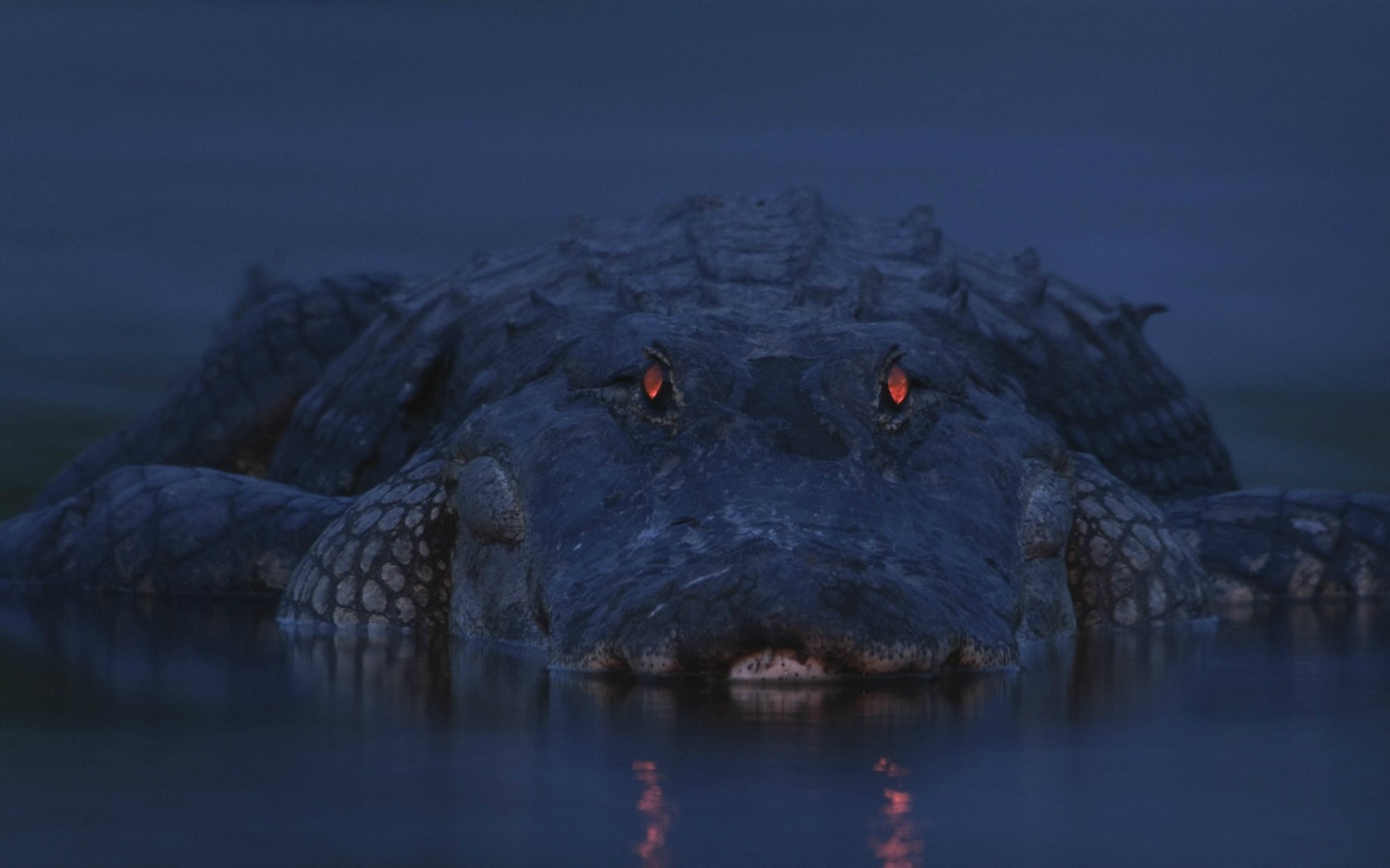 Аллигатор на берегу реки Мьякка