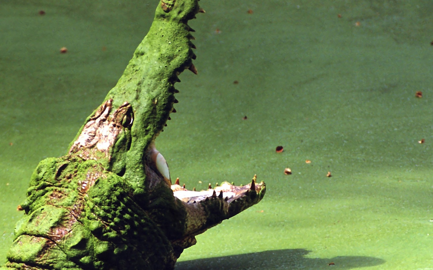 Крокодил на болоте