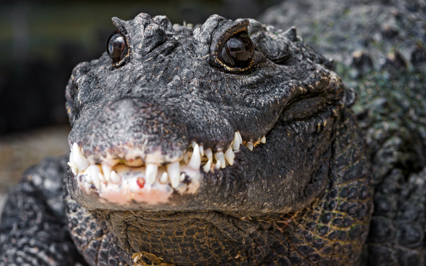 Зубы нильского крокодила