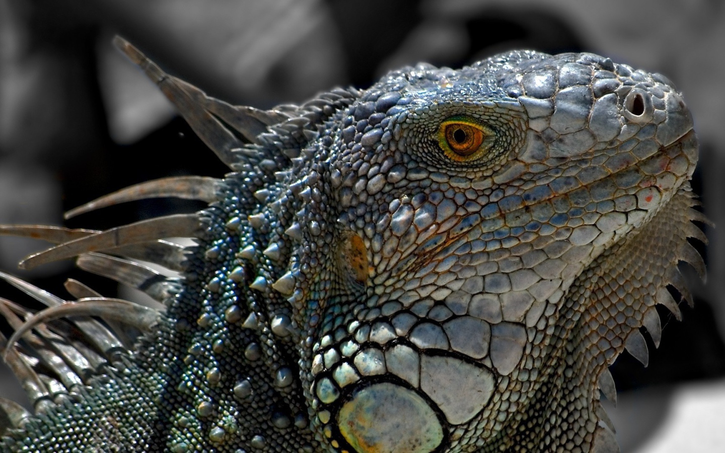 Обыкновенная серая игуана