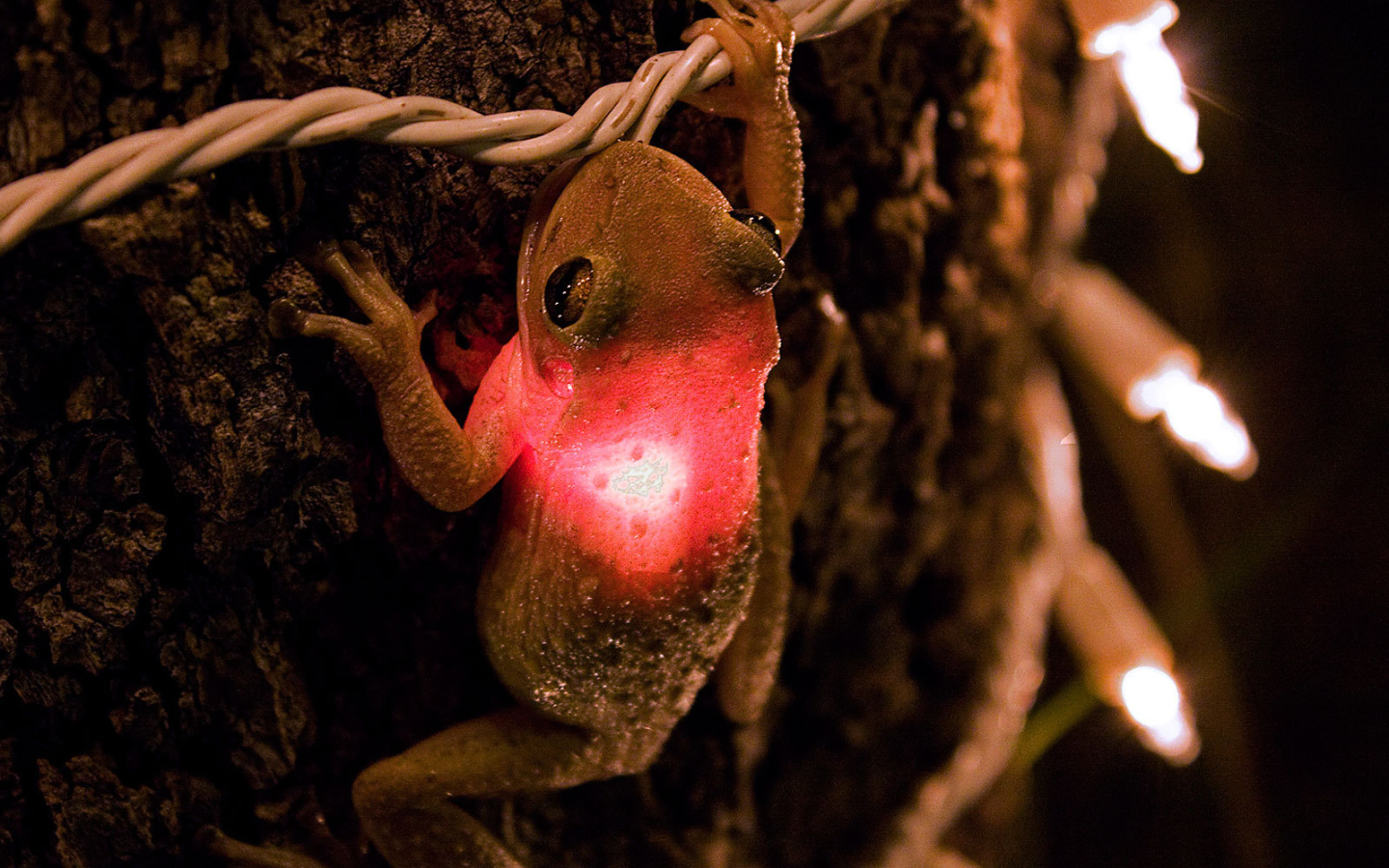 Лягушка проглотила лампочку