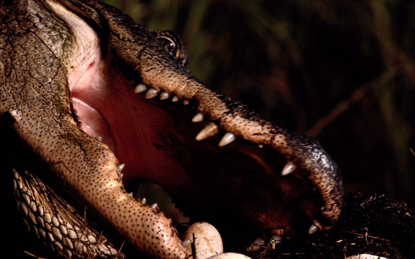 Заботливая мама крокодил