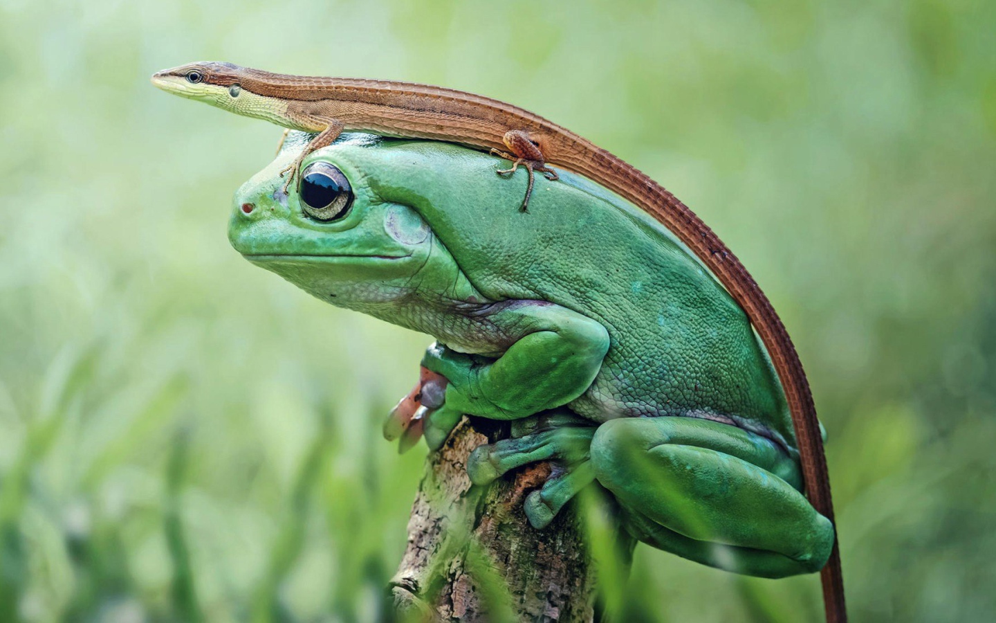 Ящерица верхом на лягушке