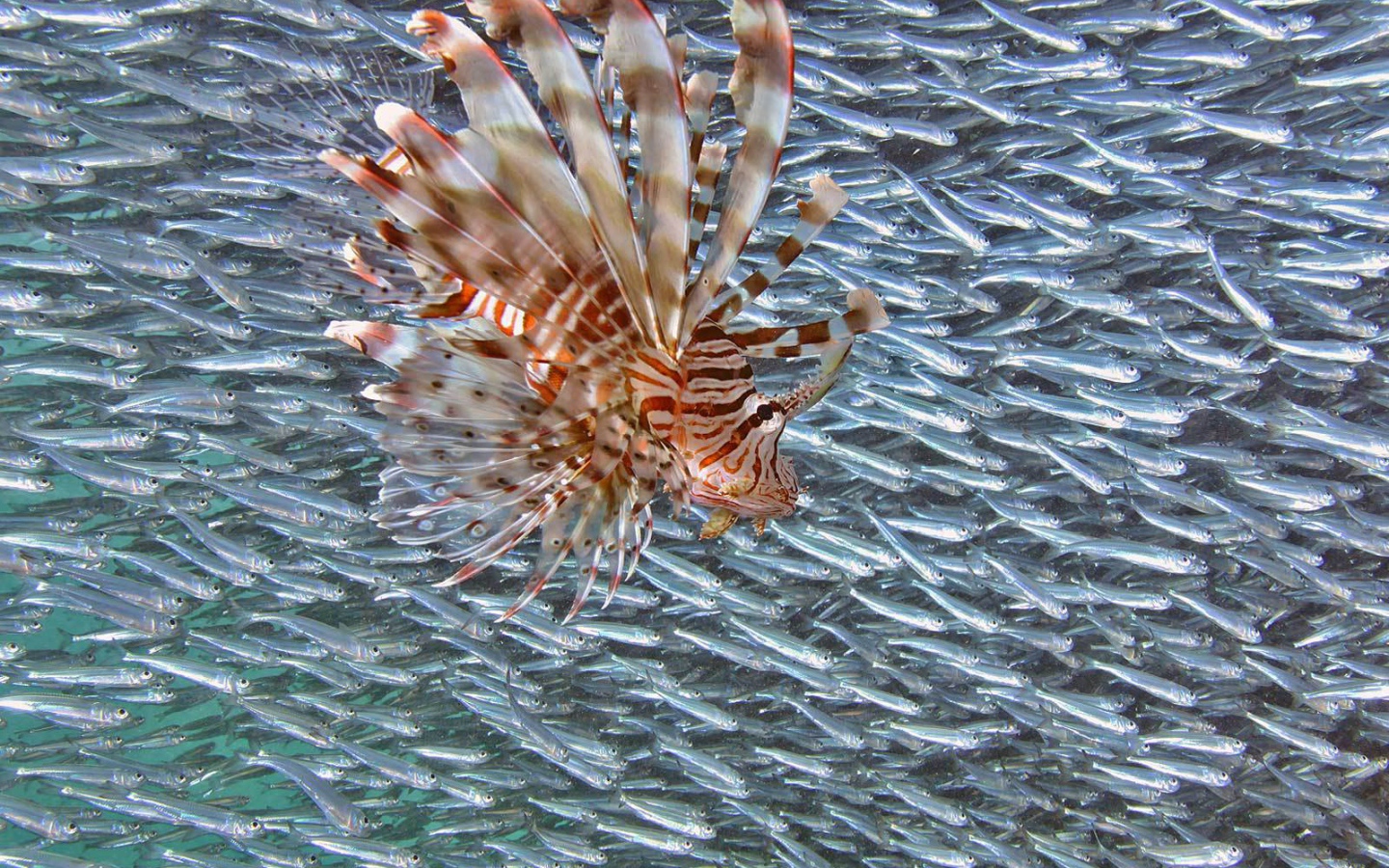 Стая мелкой рыбы