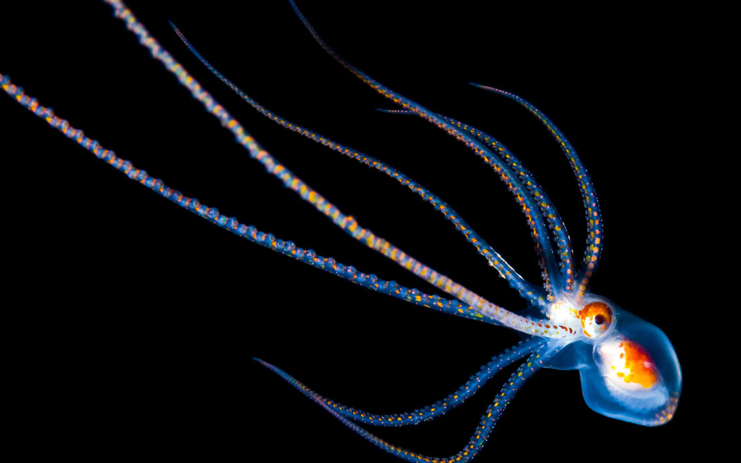 Детеныш осьминога