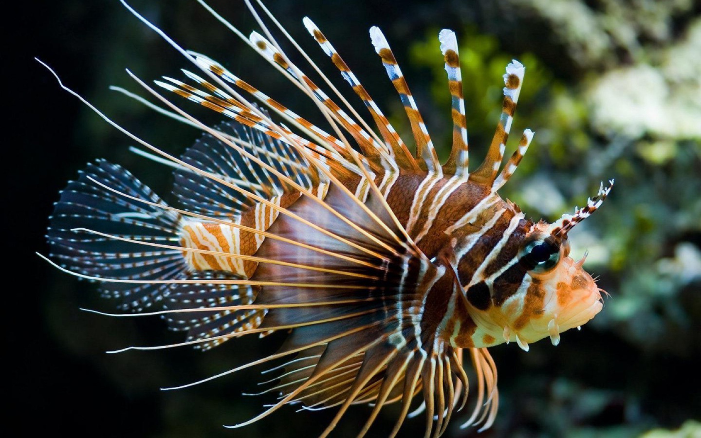Яркая рыба лев в тропическом море