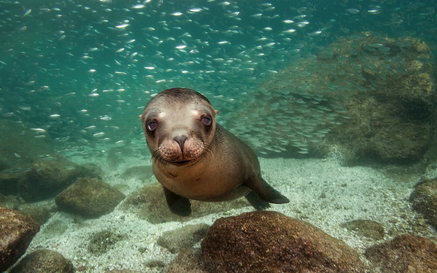 Калифорнийский морской лев