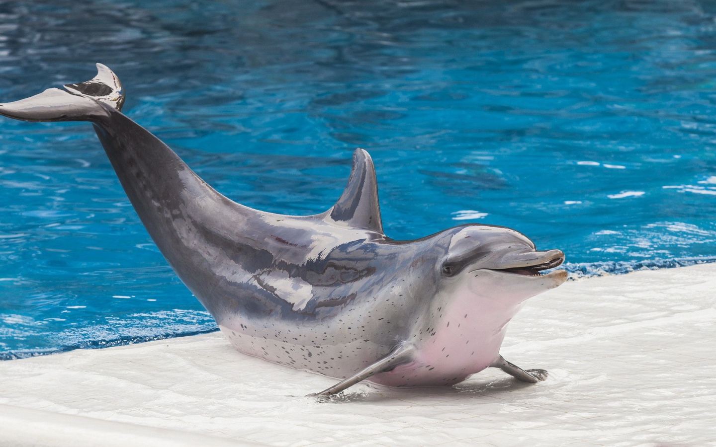 Дельфин на краю бассейна в дельфинарии