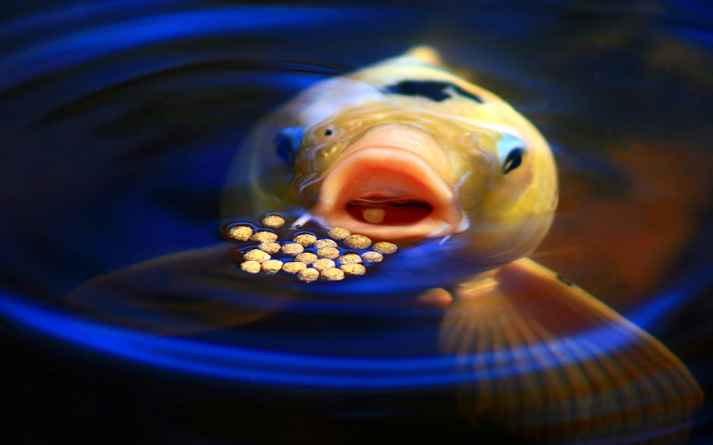 Рыба обедает