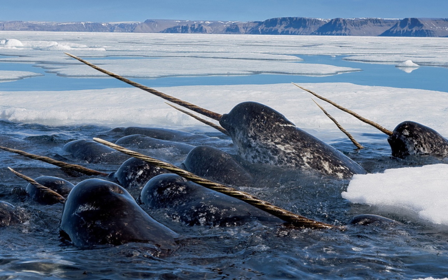 Нарвалы среди льдов