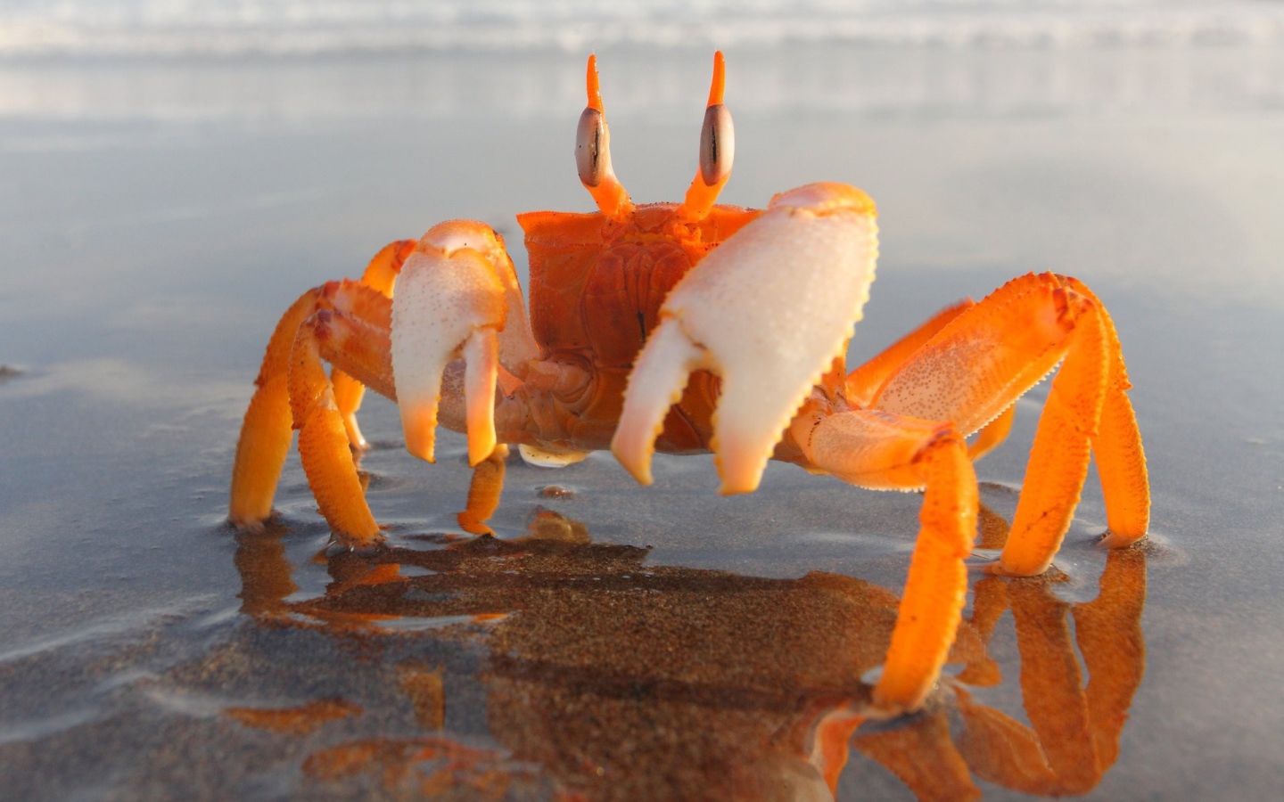 Оранжевый краб на мелководье