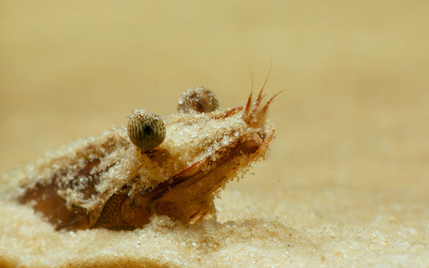 Портрет креветки