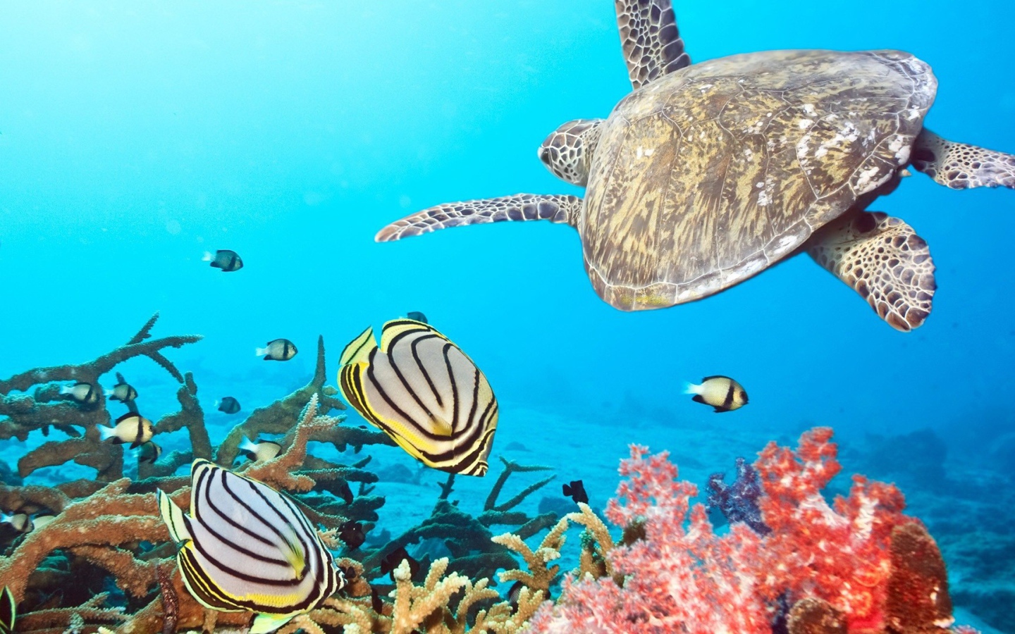 Черепаха в тропиках среди рыб