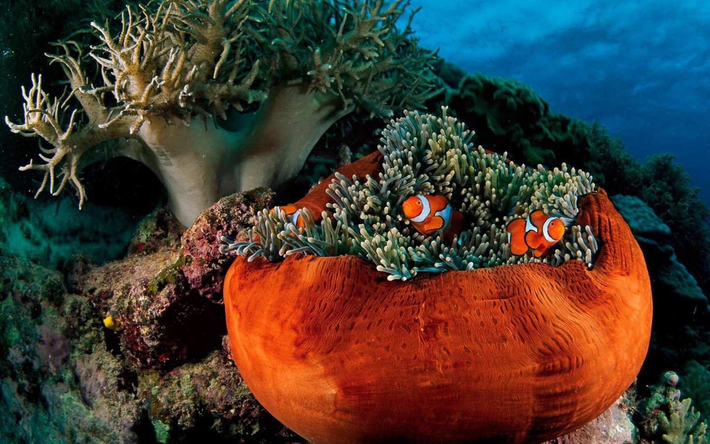 Подводная жизнь на коралловых рифах