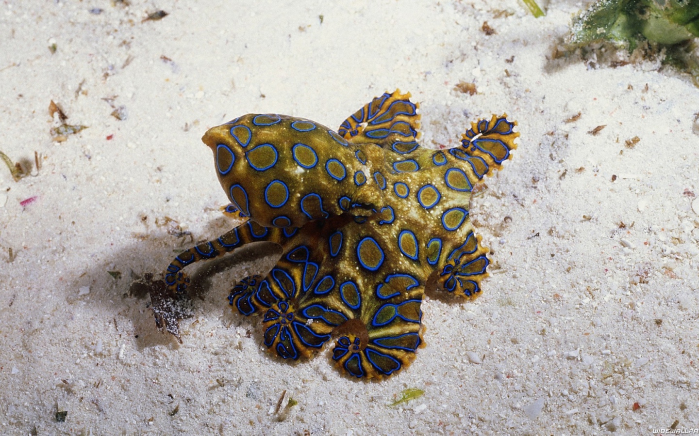 Необычное создание на морском песке