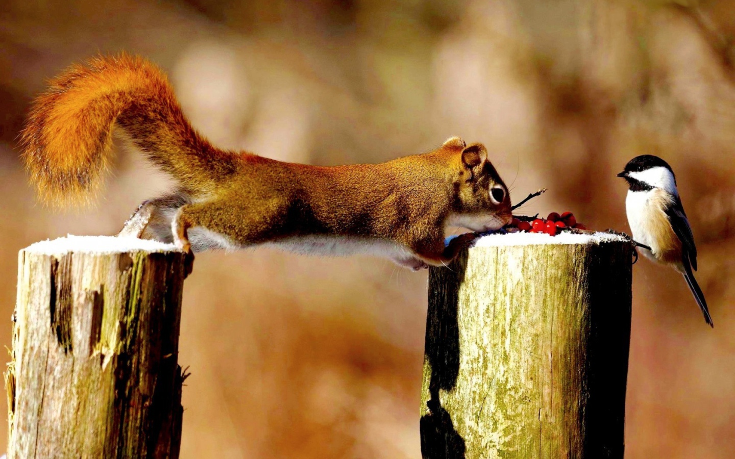 Синица и белка делят ягоды
