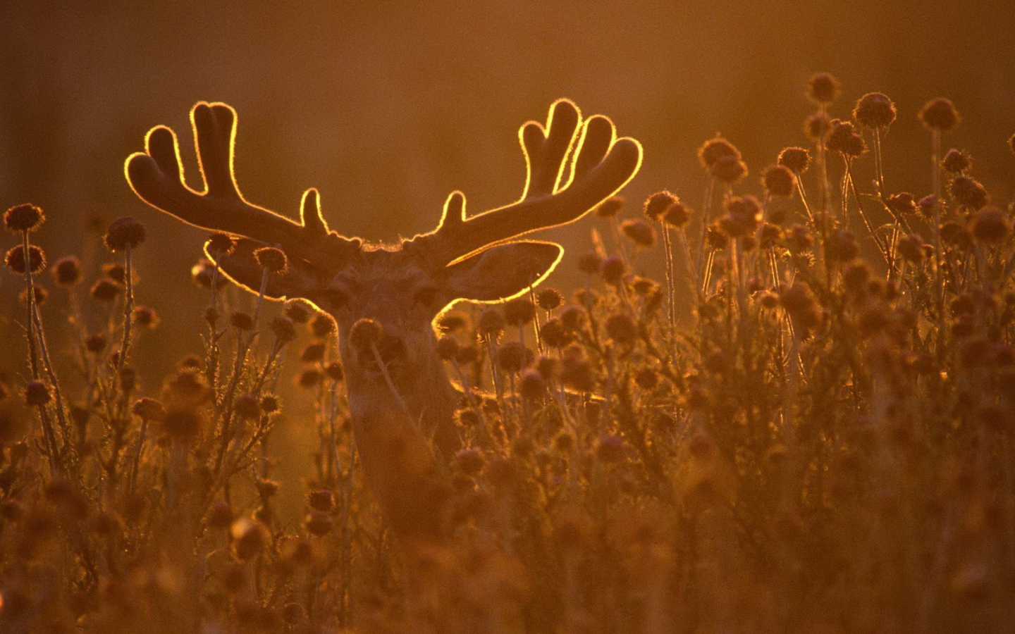 Олень в лучах заката