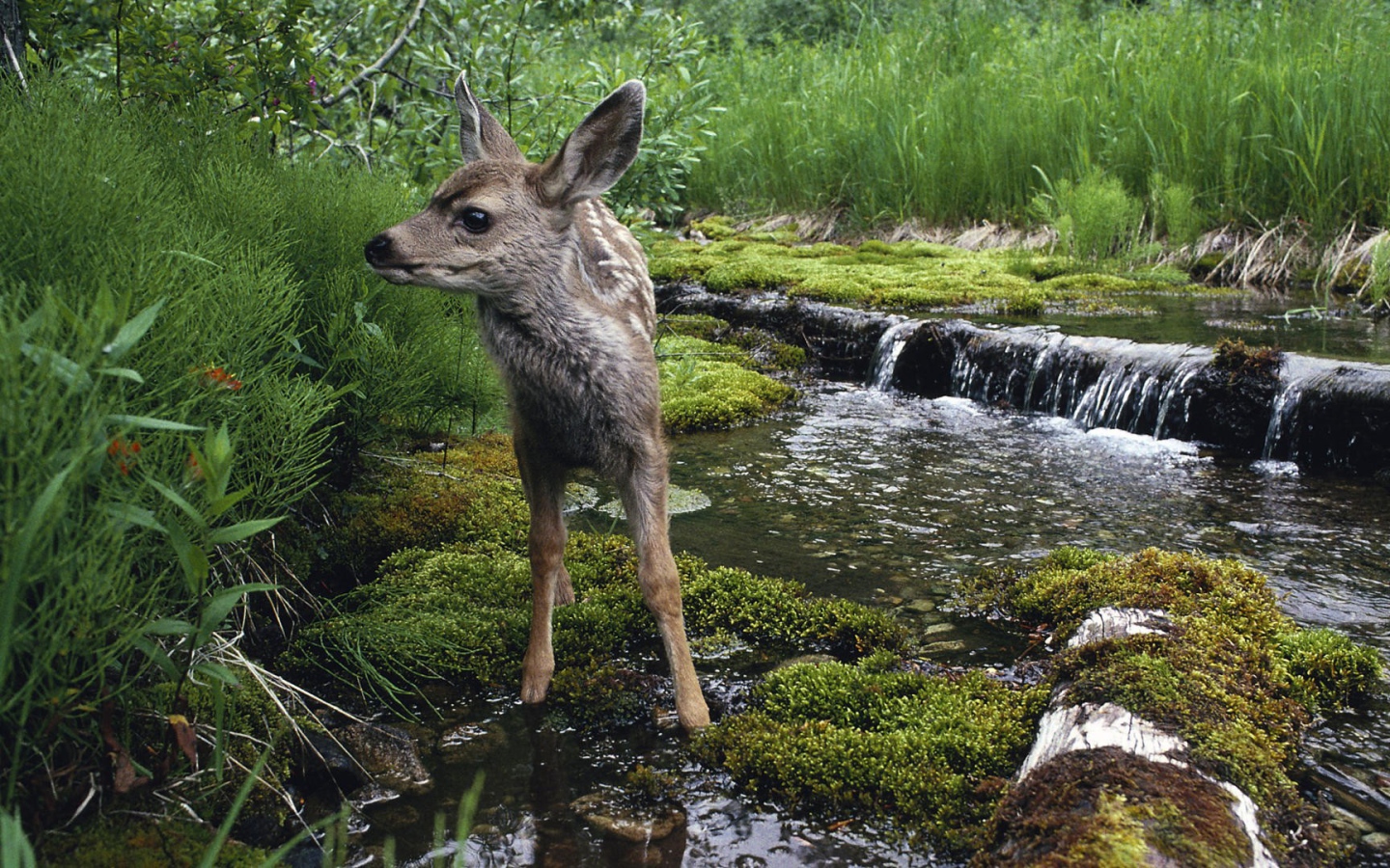 Олененок на водопое