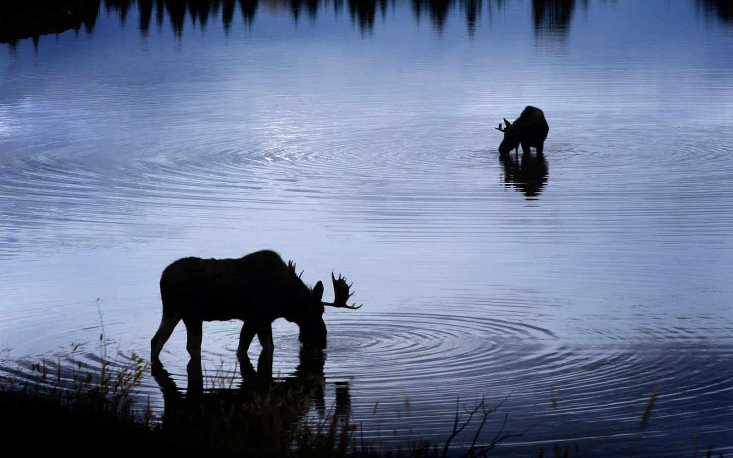 Moose at the waterhole