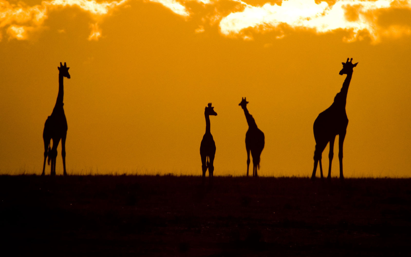 Силуэты жирафов