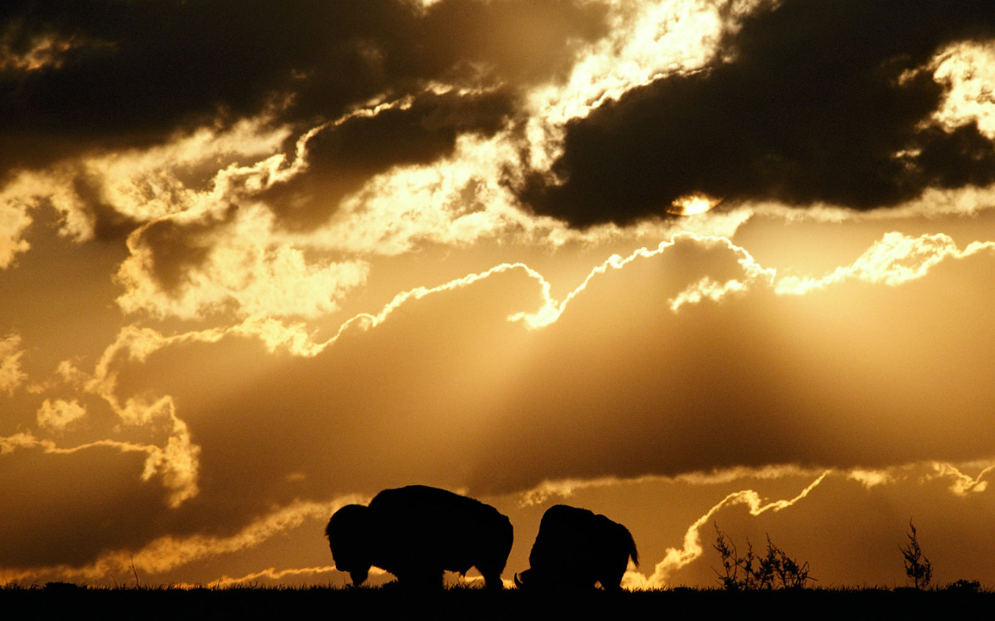 Силуэты бизонов на закате