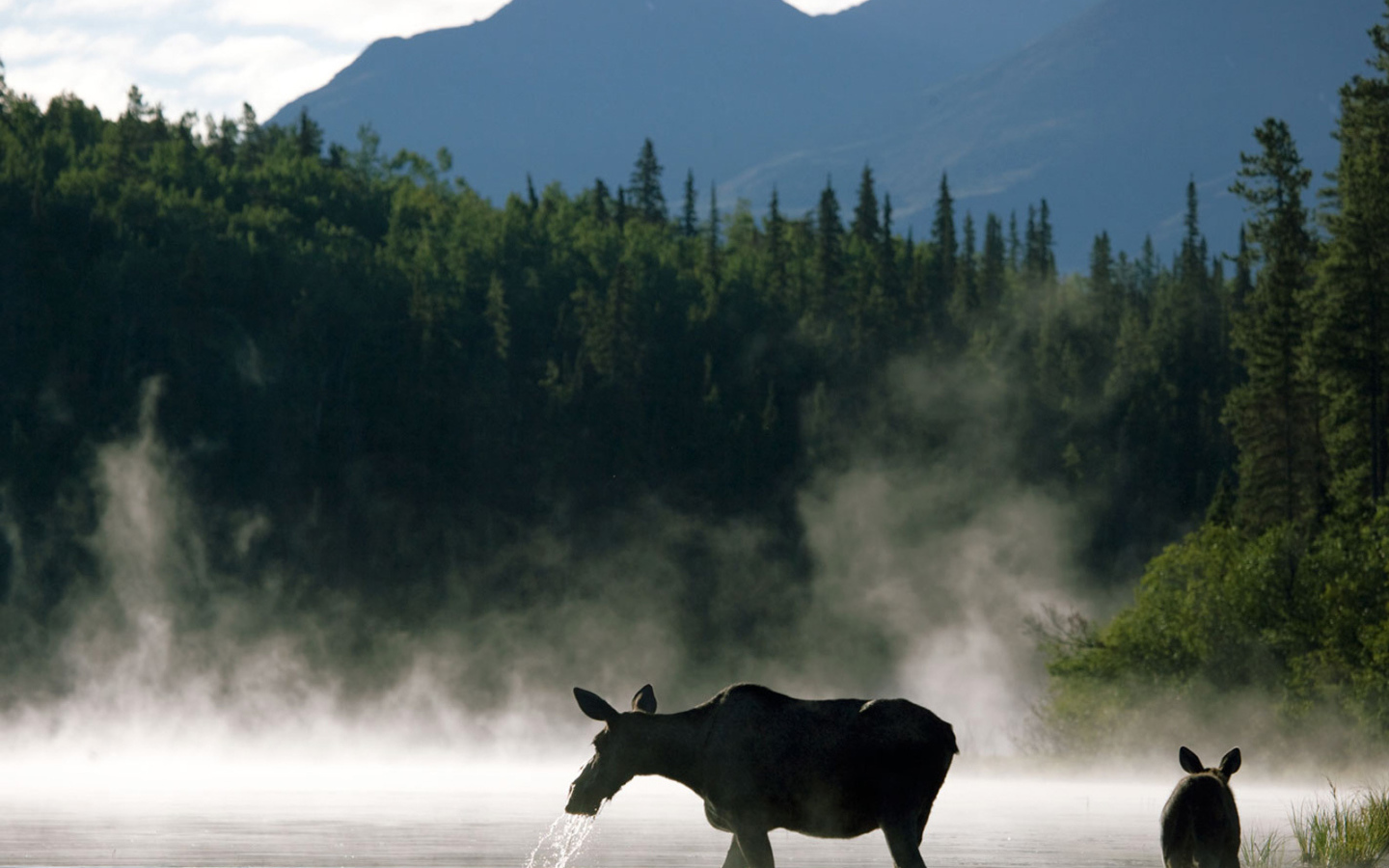 Лосиха с теленком