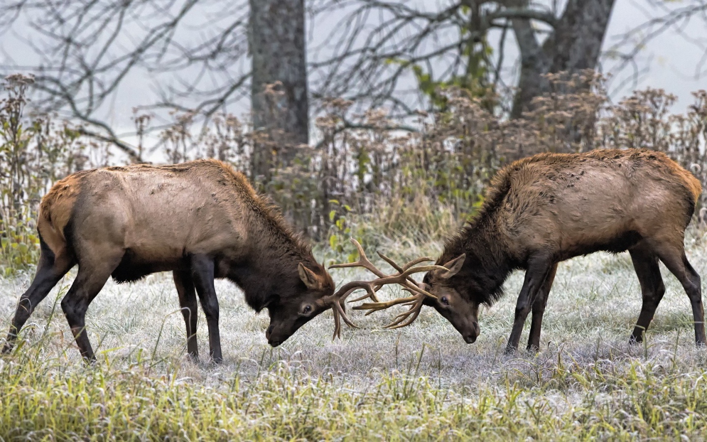 Два оленя бодаются