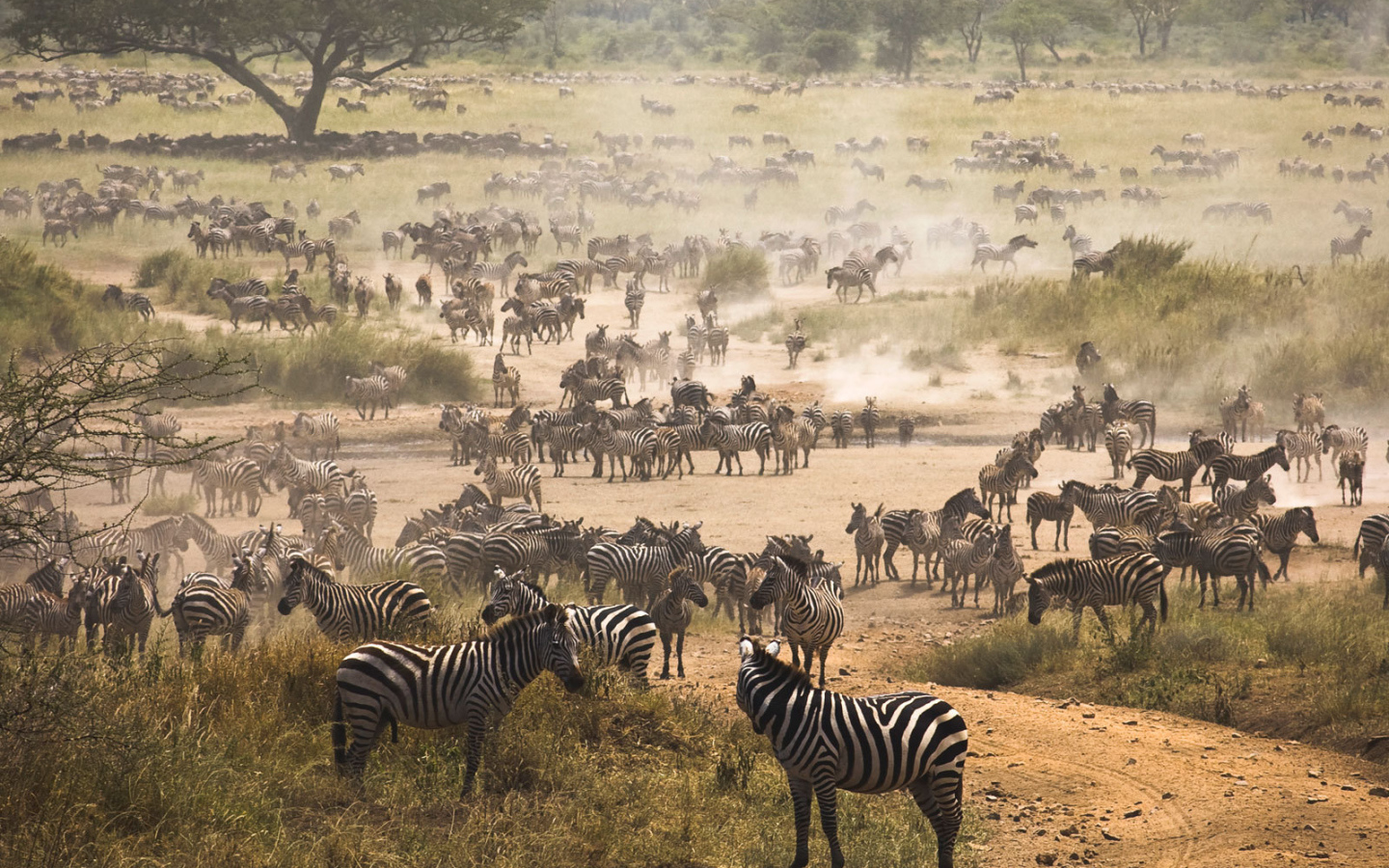 Очень большое стадо зебр