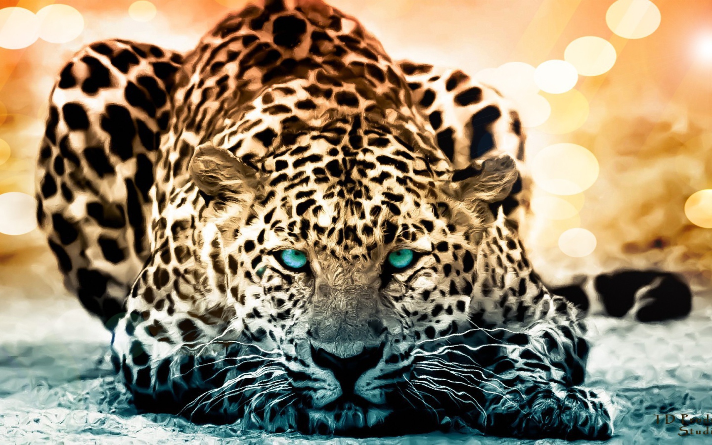 Голубоглазый красивый леопард