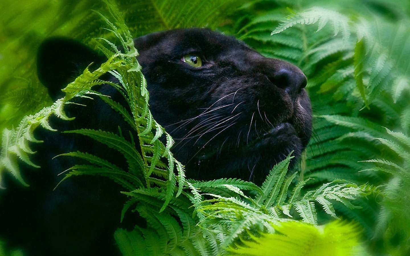 Черная пантера в зеленых зарослях