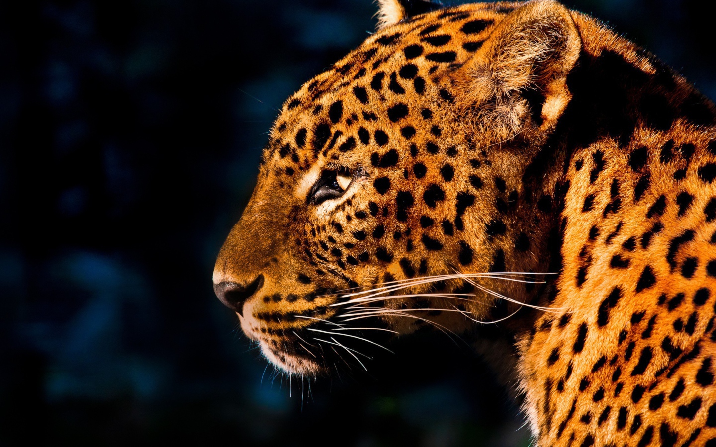 Огненно рыжий леопард