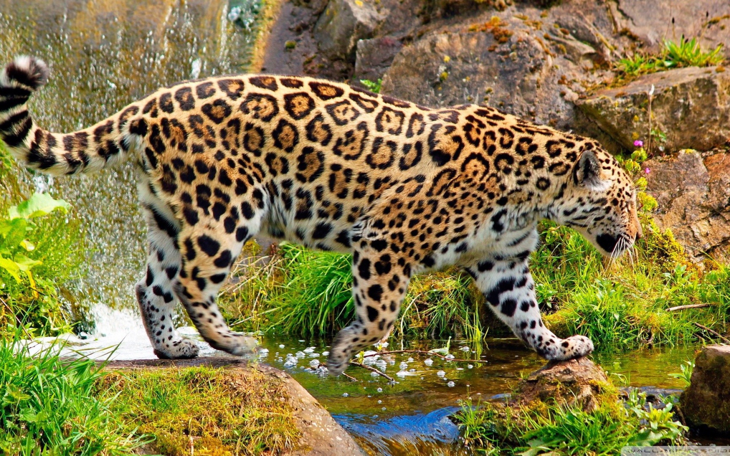 Ягуар у ручья