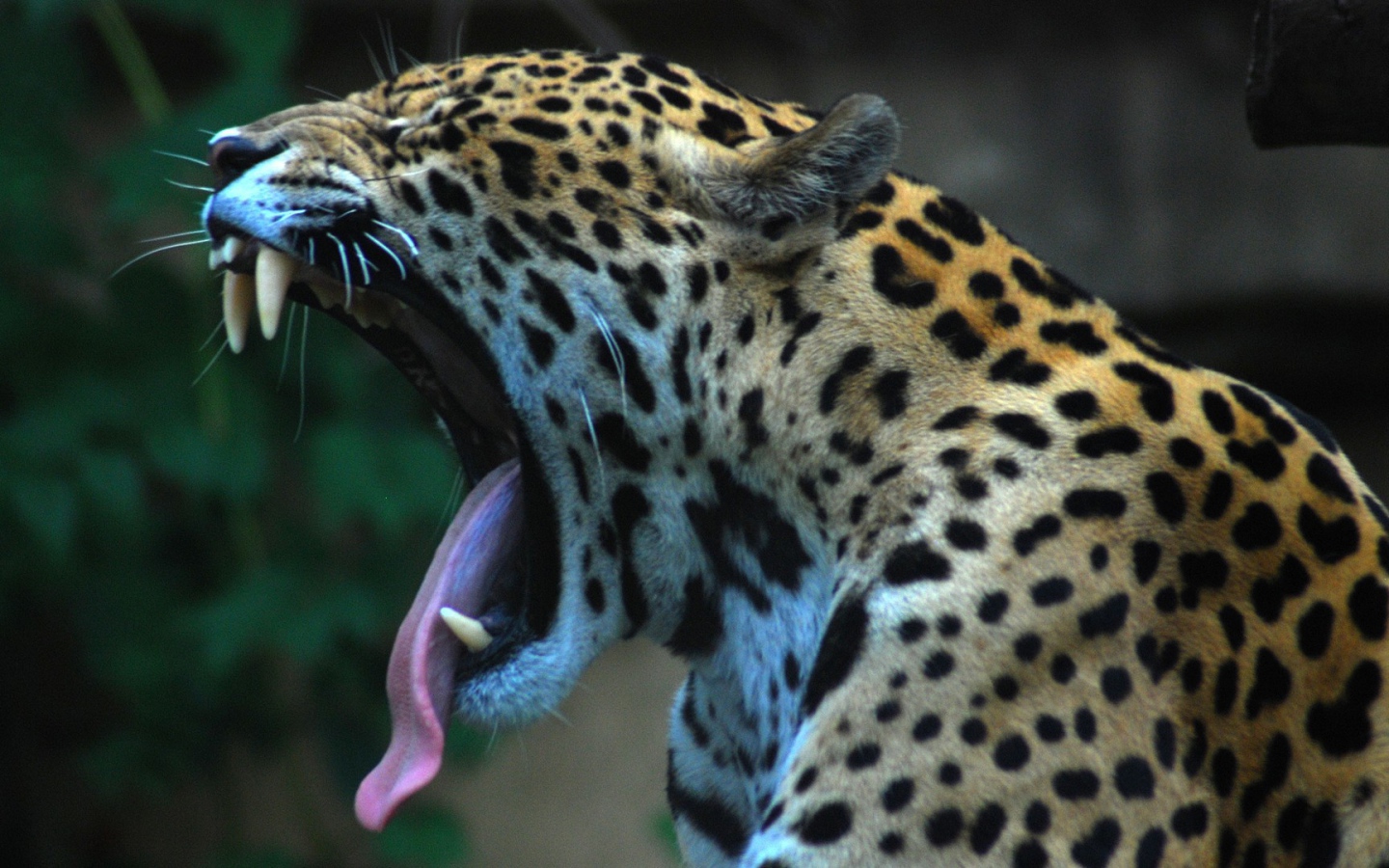 Ягуар сладко зевает