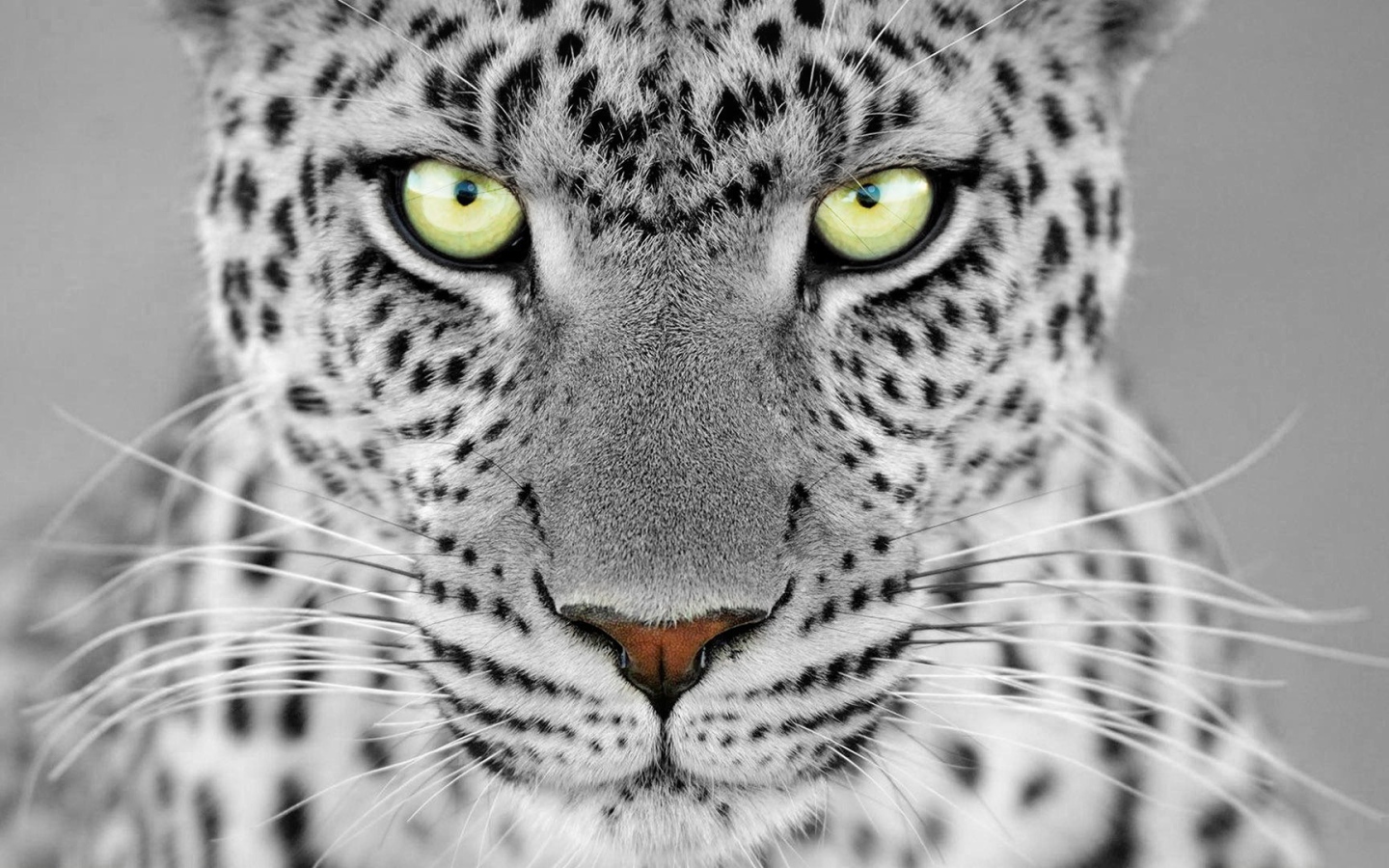 Большие выразительные глаза дикого животного