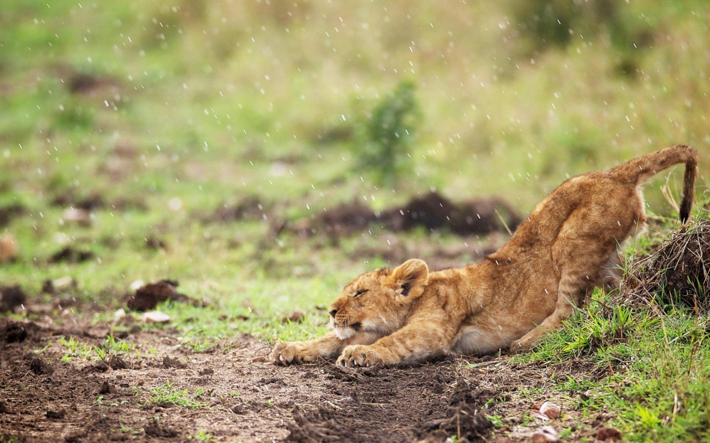 Львенок стоит под дождем