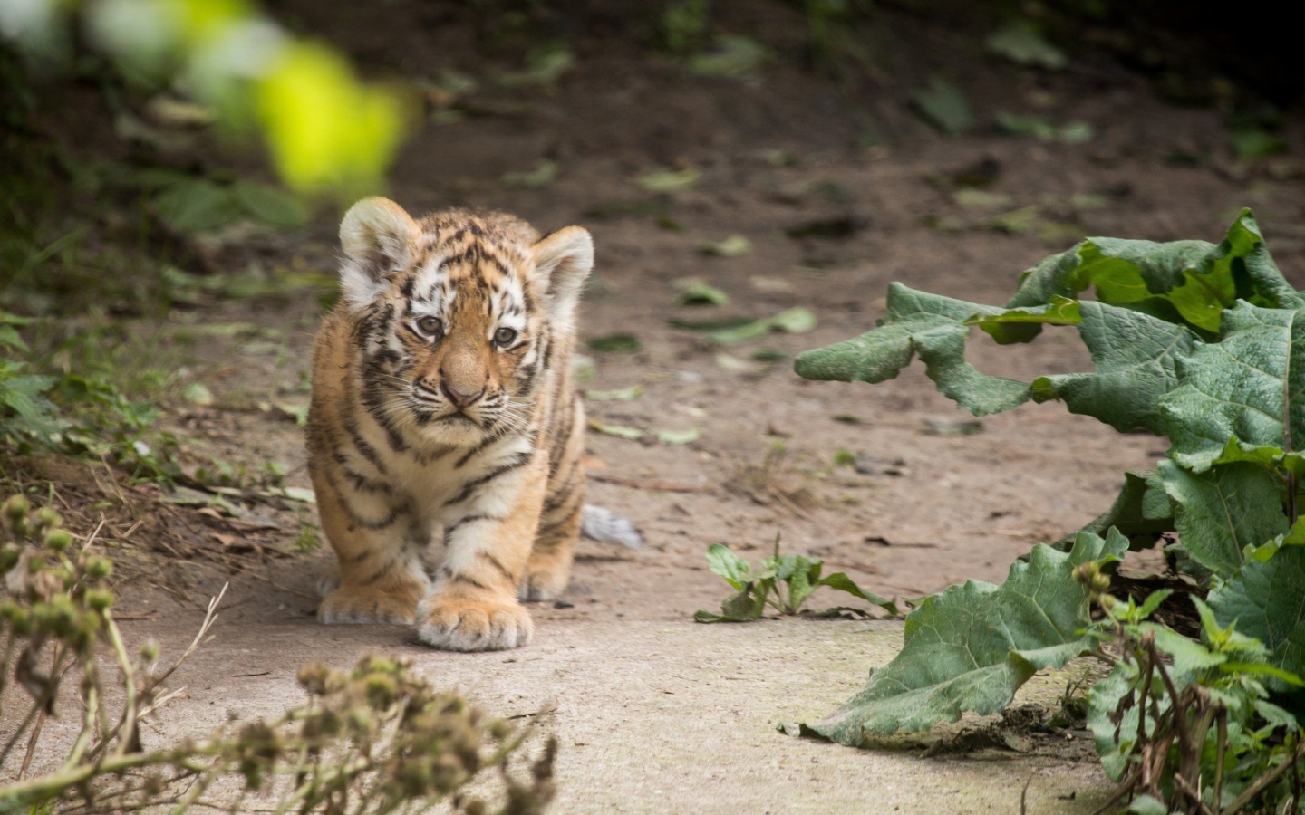 Маленький оранжевый тигренок