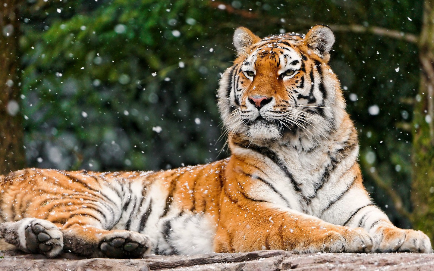 Гордая сибирская тигрица