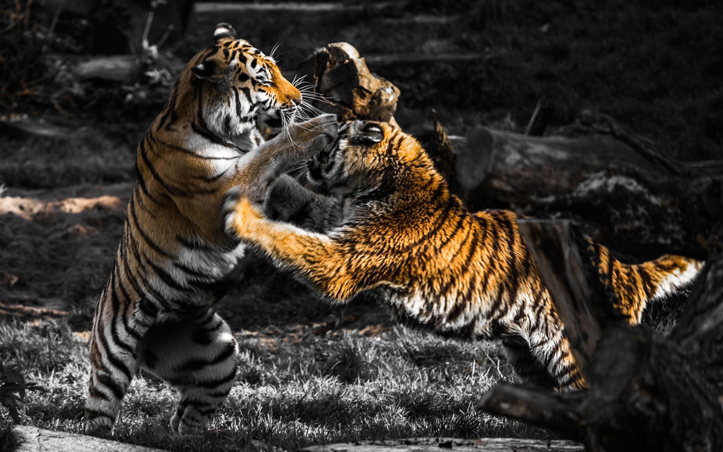 Схватка старого и молодого тигров