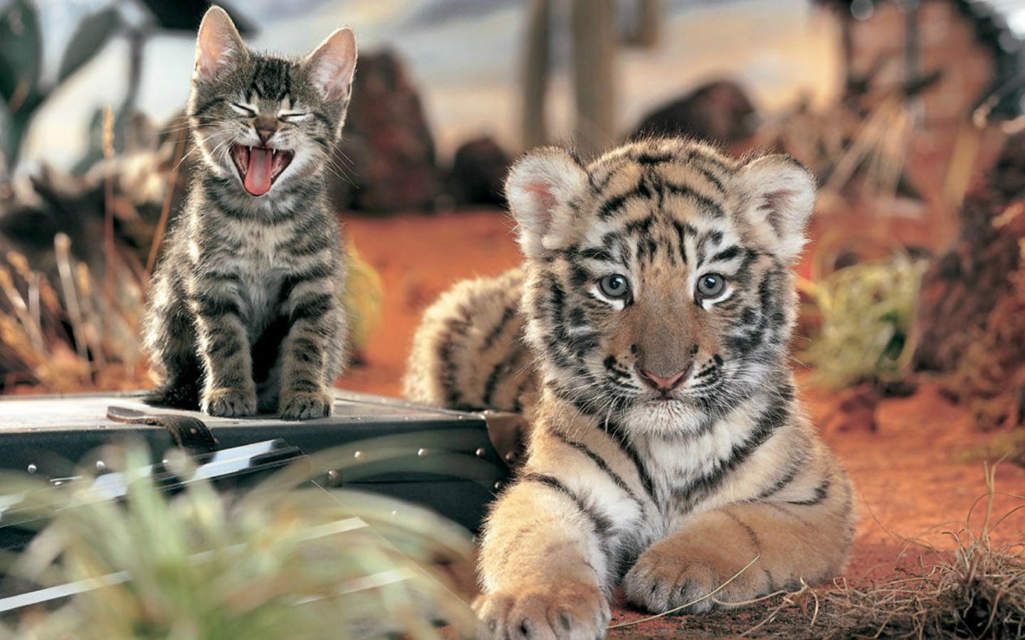 Два дальних родственника