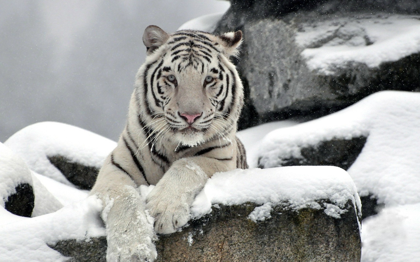 Белый тигр на снегу