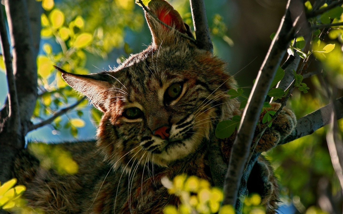 Дикий кот притаился среди зеленых веток