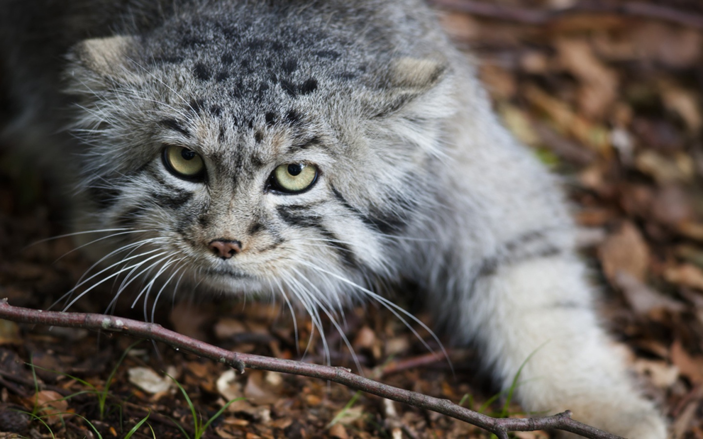 Дикий кот крадется по земле