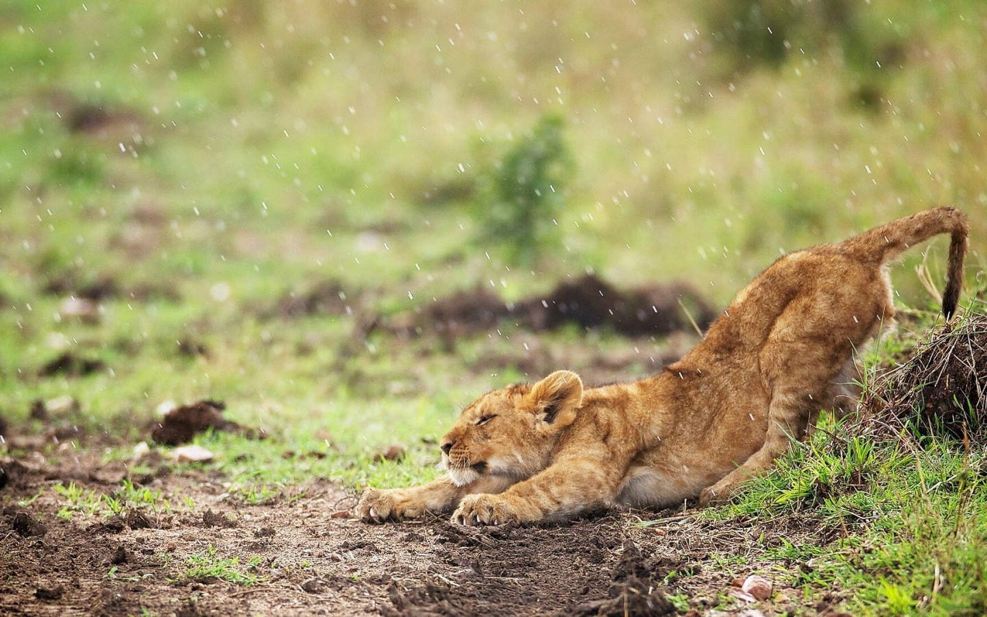 Львенок под дождем